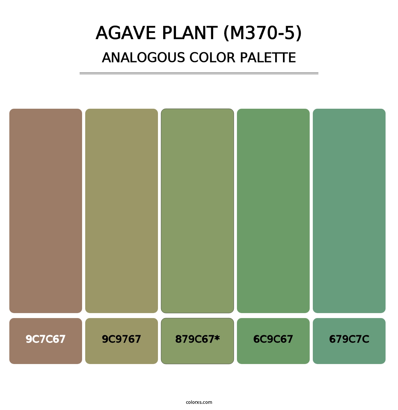 Agave Plant (M370-5) - Analogous Color Palette