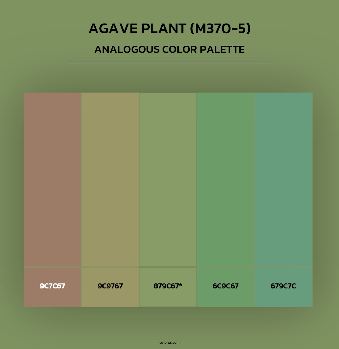 Agave Plant (M370-5) - Analogous Color Palette