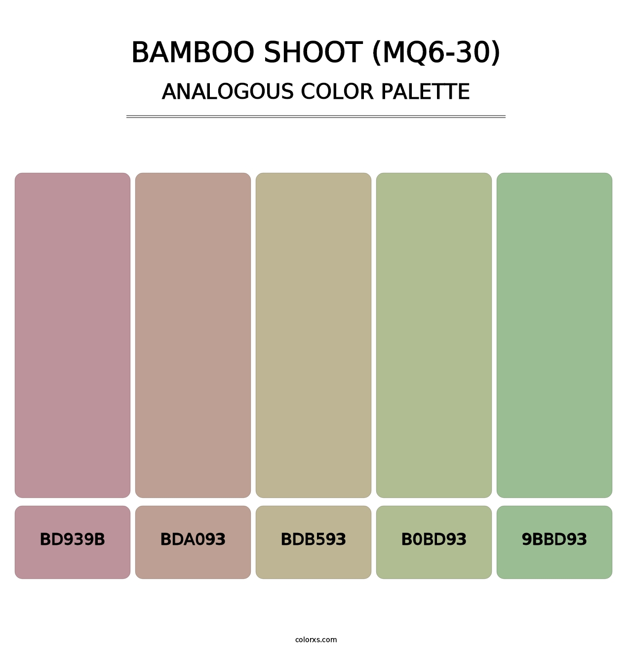 Bamboo Shoot (MQ6-30) - Analogous Color Palette
