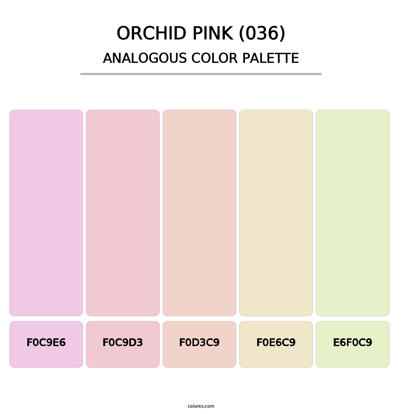 Orchid Pink (036) - Analogous Color Palette