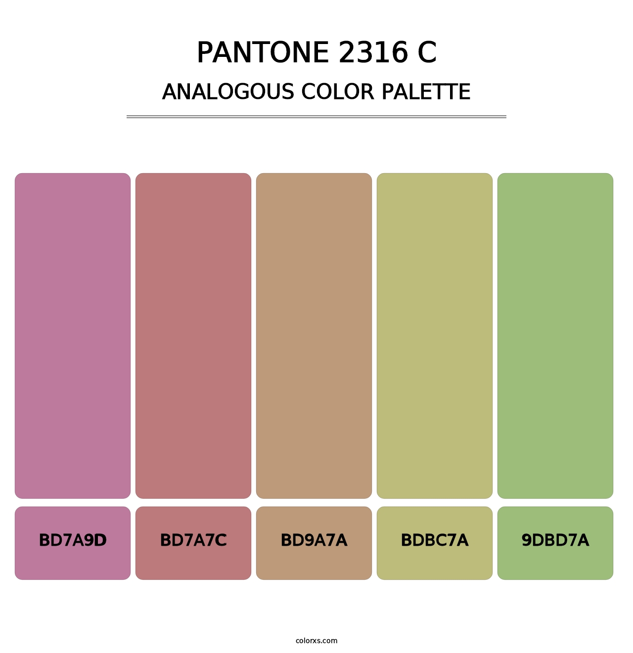 PANTONE 2316 C - Analogous Color Palette