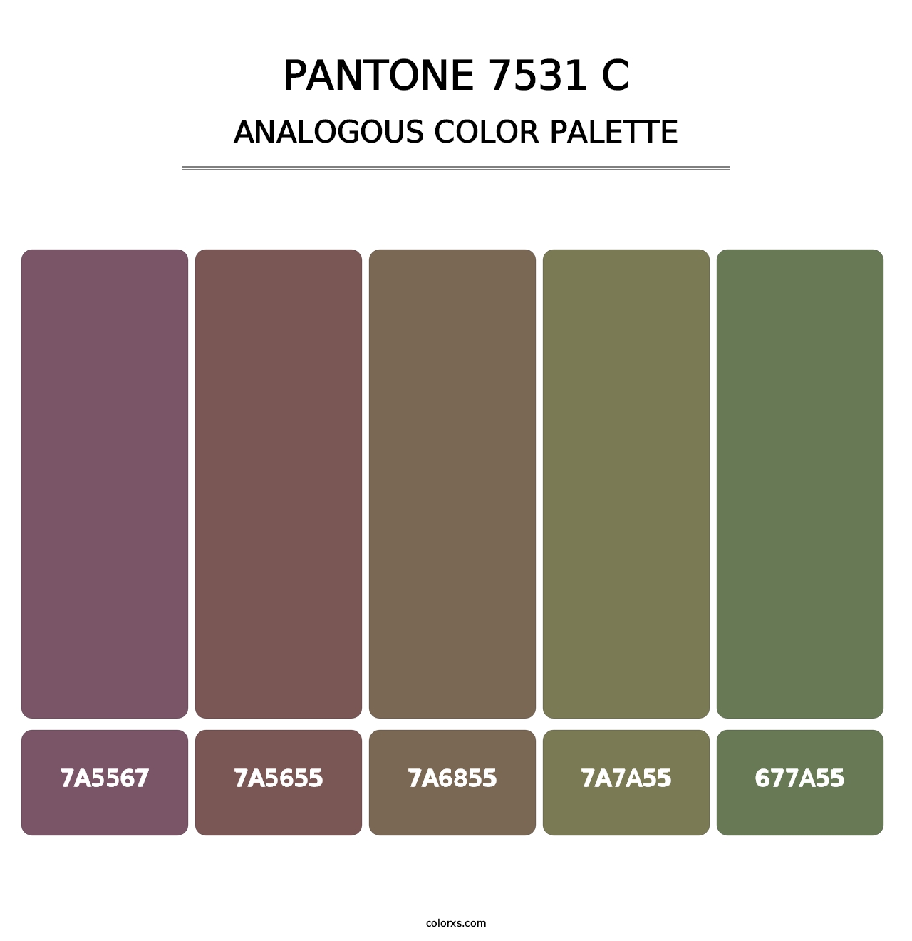 PANTONE 7531 C - Analogous Color Palette