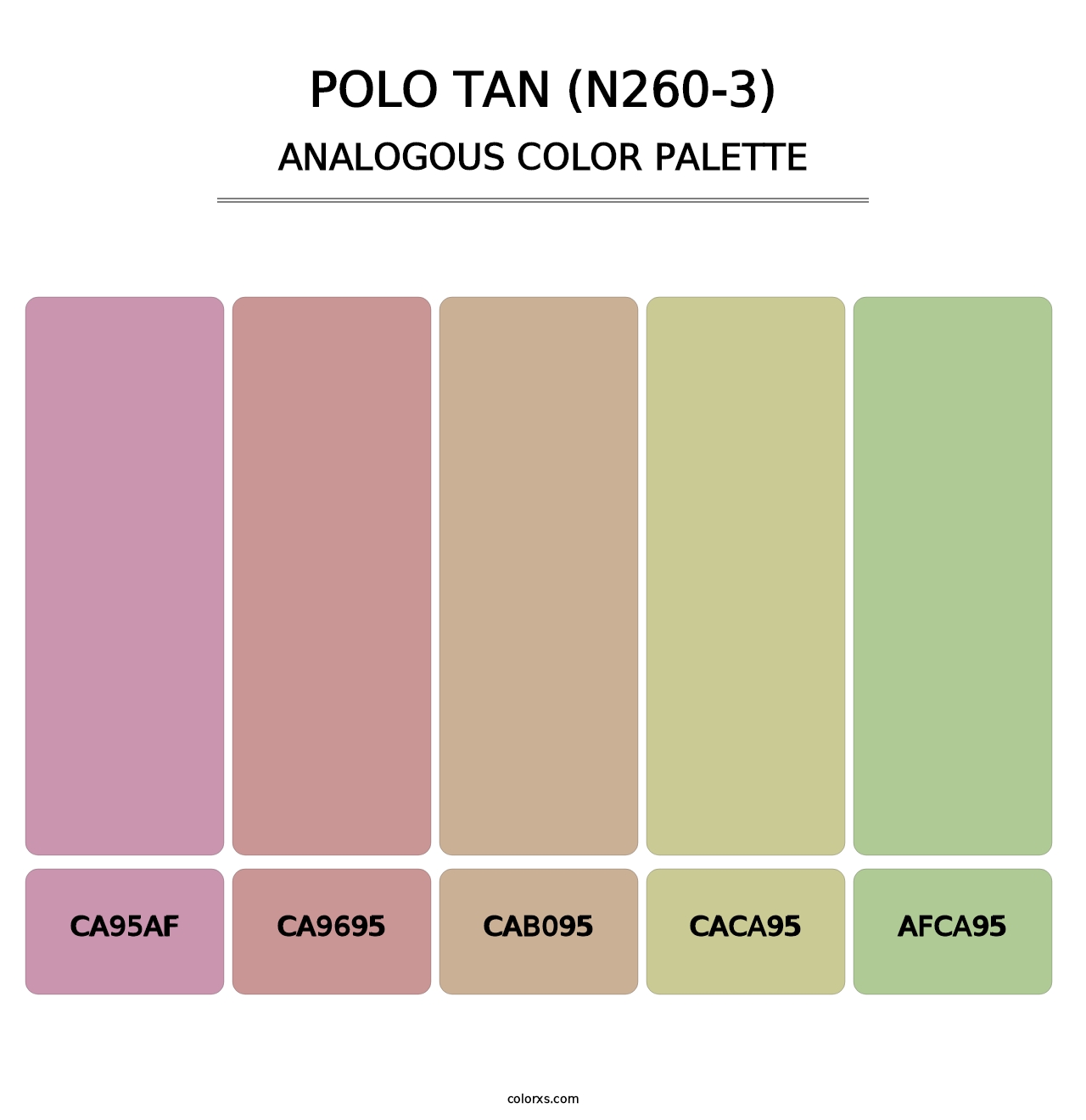 Polo Tan (N260-3) - Analogous Color Palette