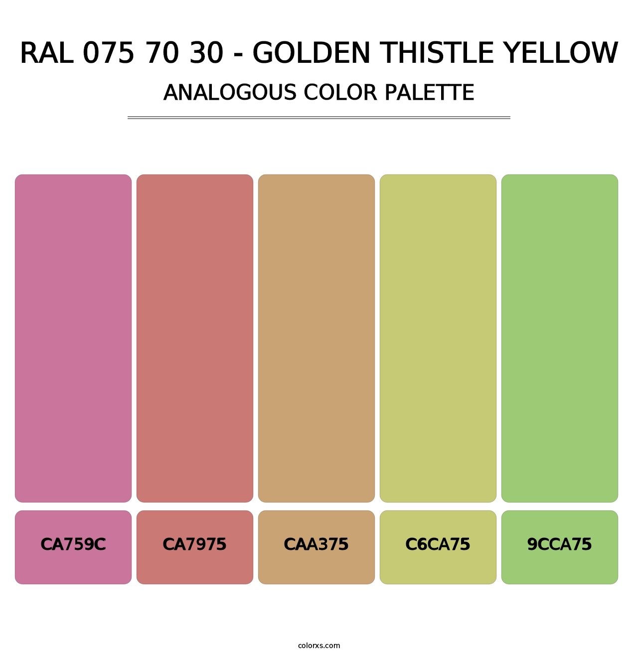 RAL 075 70 30 - Golden Thistle Yellow - Analogous Color Palette
