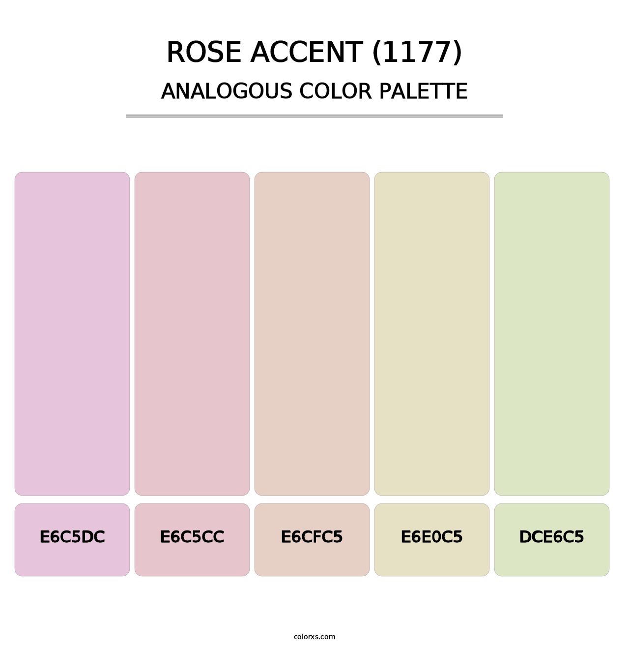 Rose Accent (1177) - Analogous Color Palette