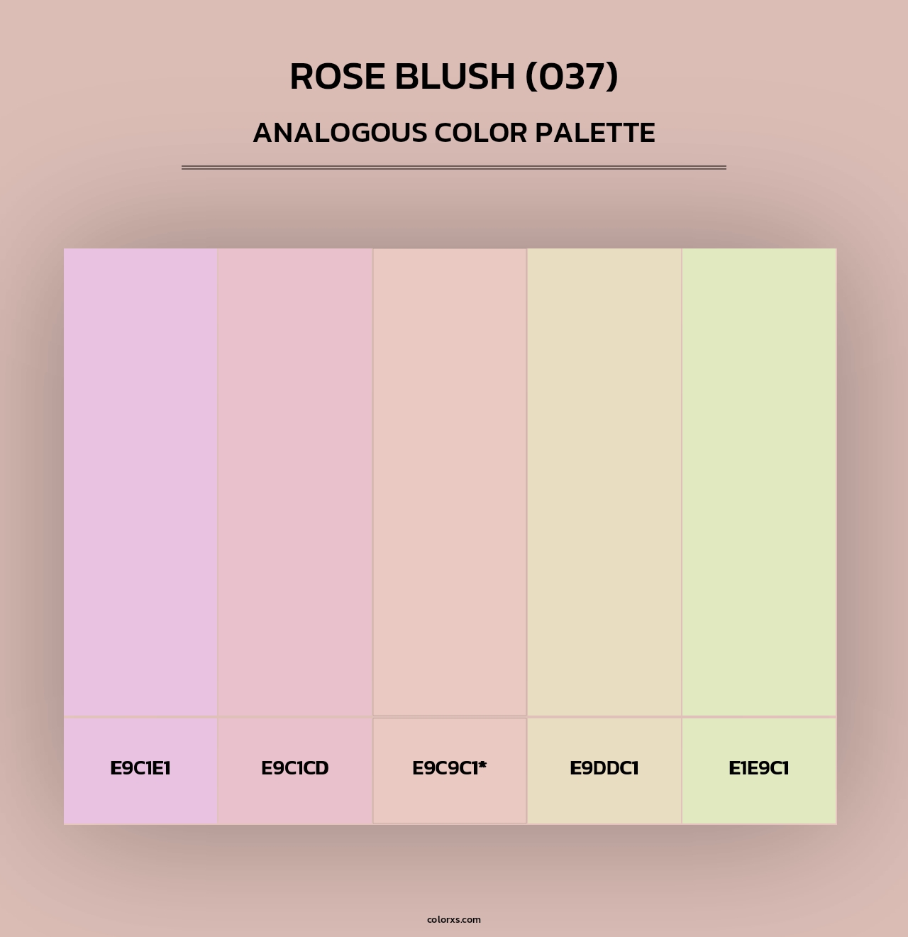 Rose Blush (037) - Analogous Color Palette