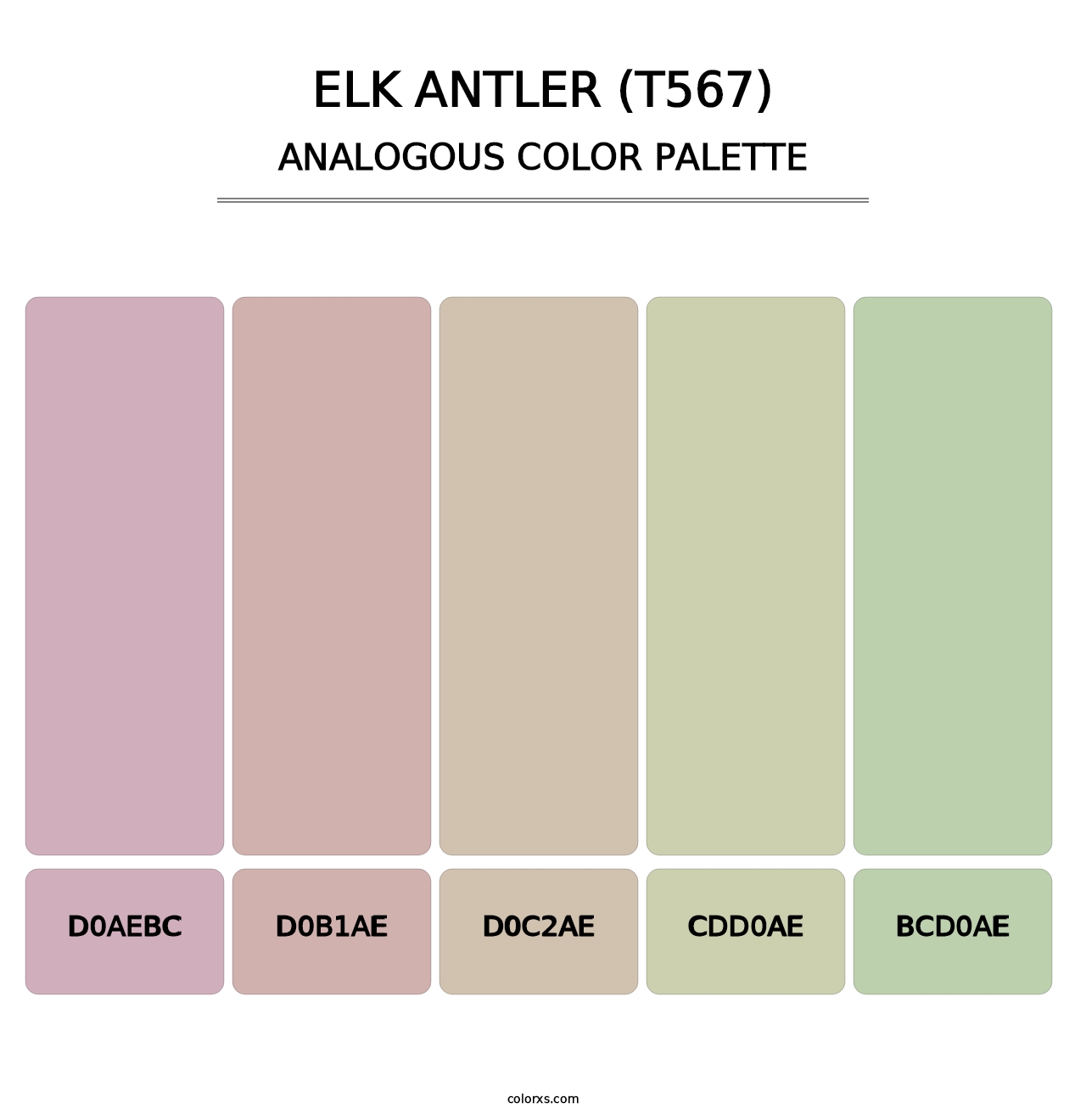 Elk Antler (T567) - Analogous Color Palette