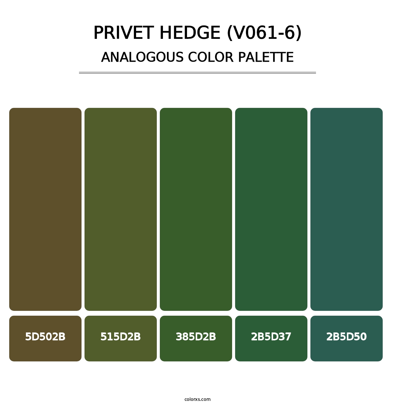 Privet Hedge (V061-6) - Analogous Color Palette