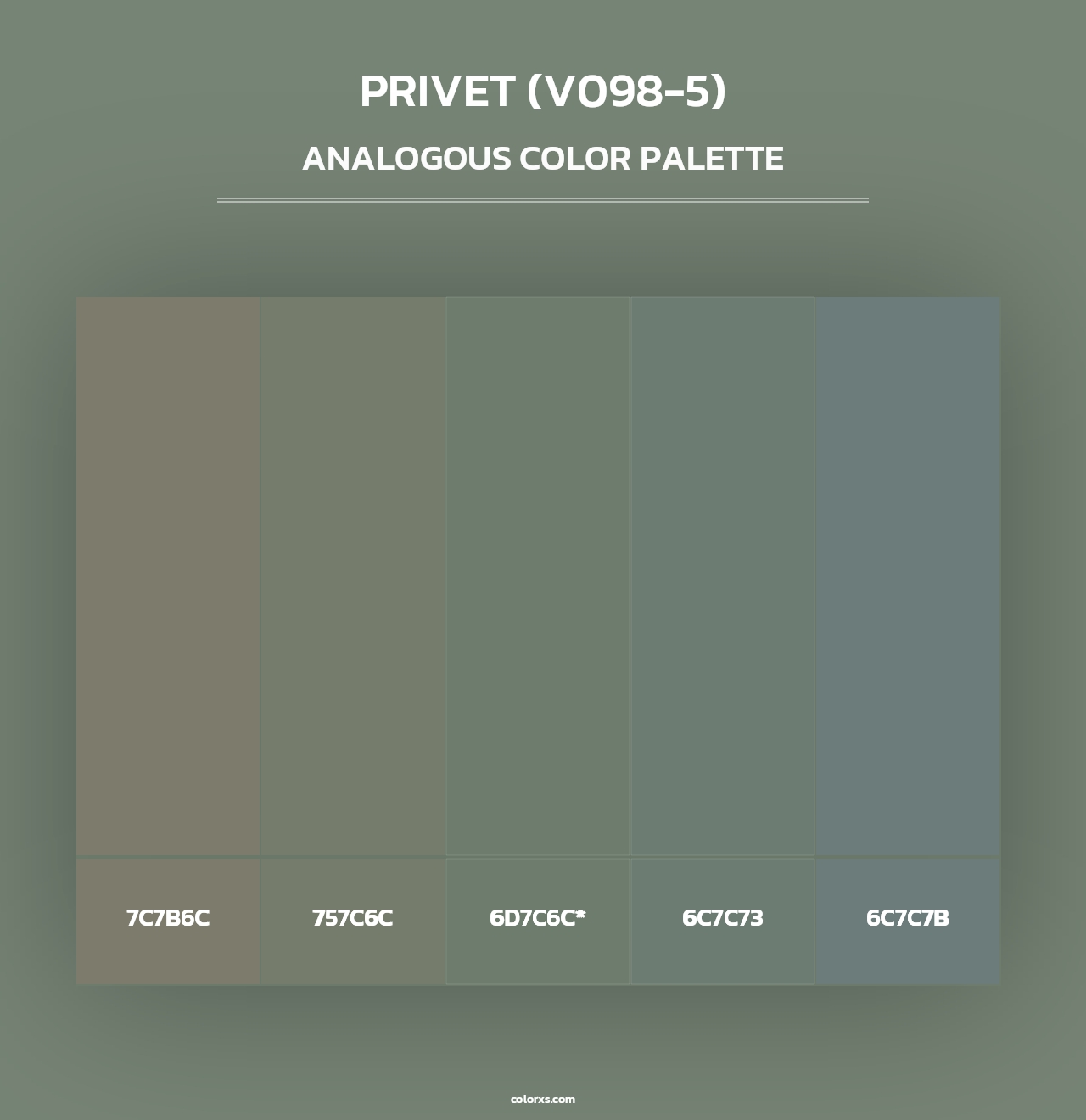 Privet (V098-5) - Analogous Color Palette