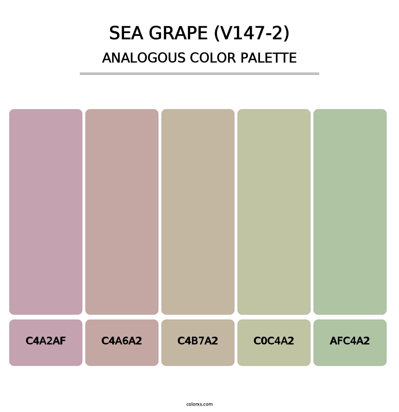 Sea Grape (V147-2) - Analogous Color Palette