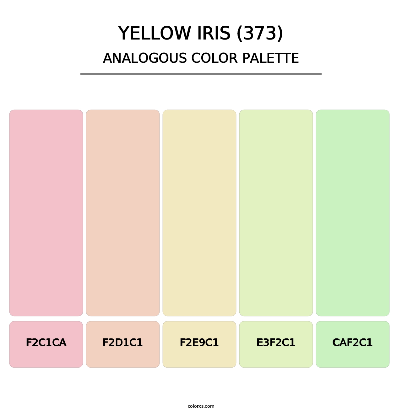 Yellow Iris (373) - Analogous Color Palette