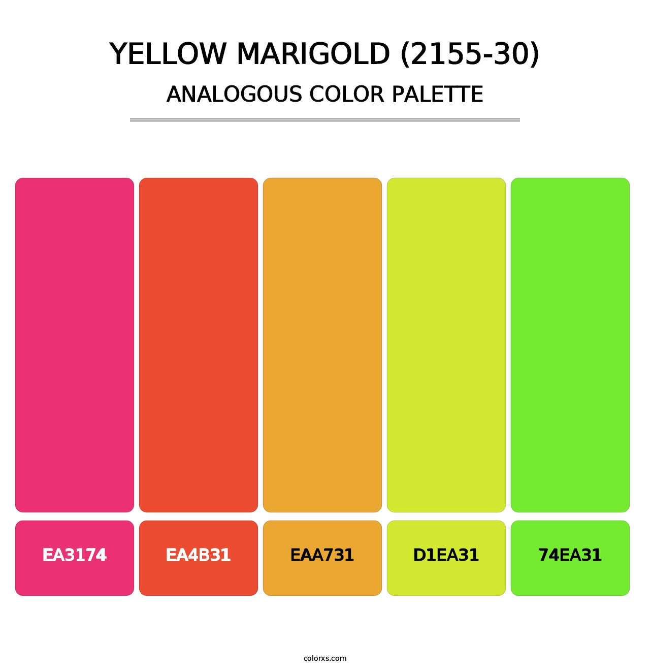Yellow Marigold (2155-30) - Analogous Color Palette