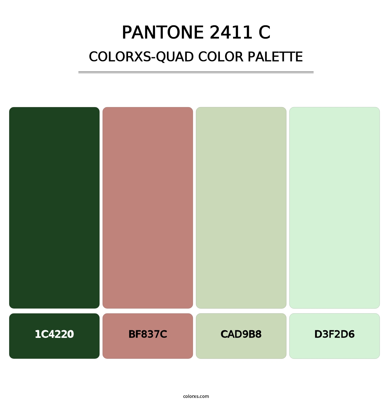 PANTONE 2411 C - Colorxs Quad Palette