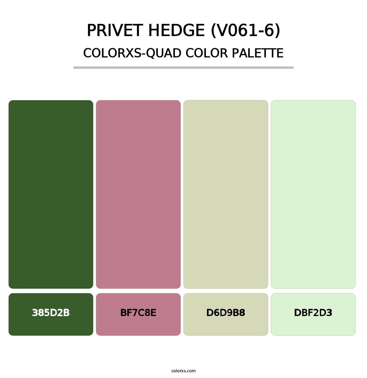 Privet Hedge (V061-6) - Colorxs Quad Palette