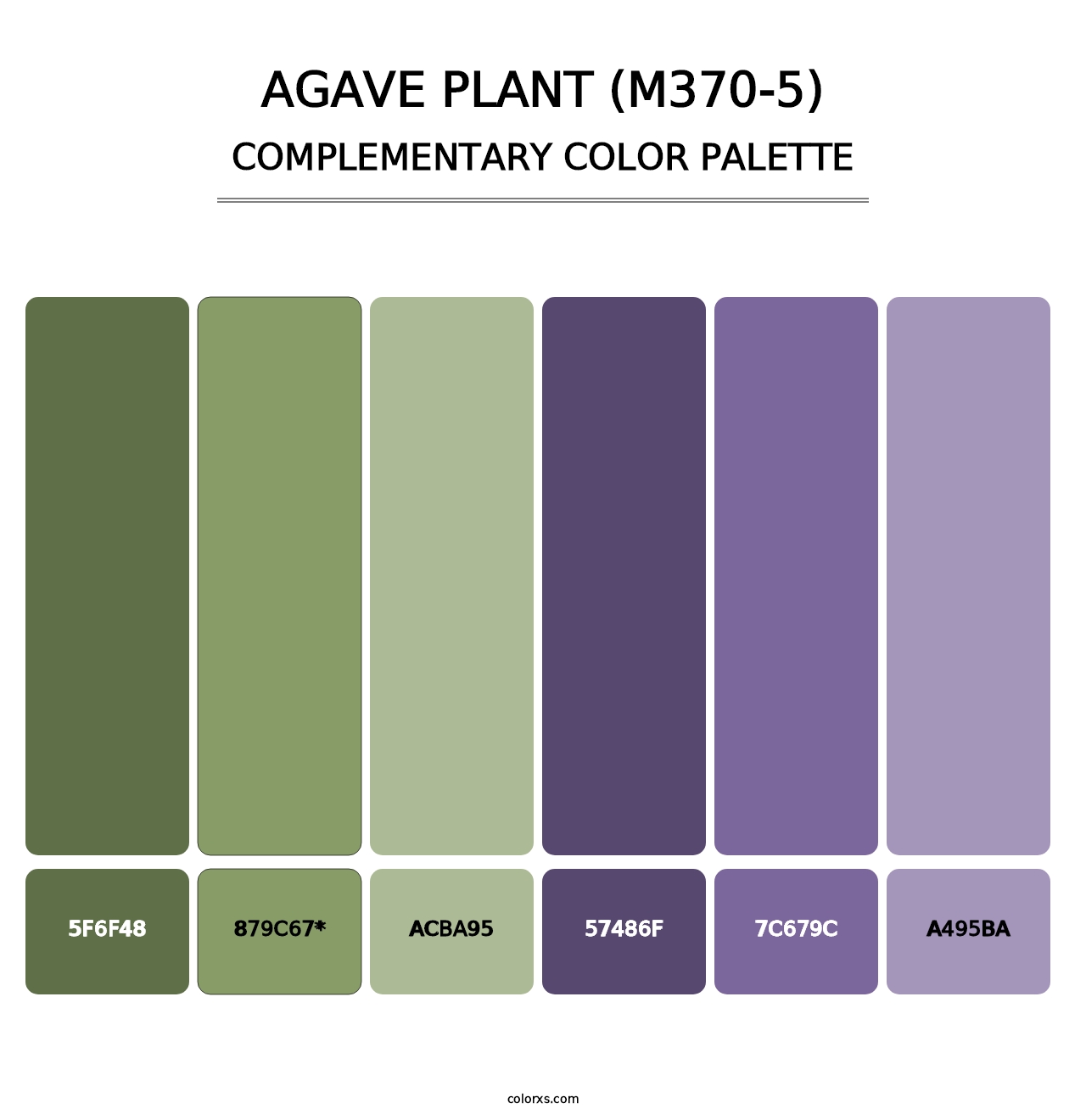 Agave Plant (M370-5) - Complementary Color Palette