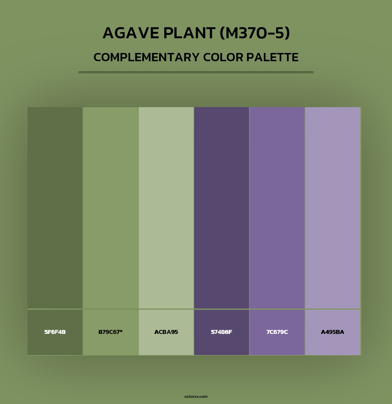 Agave Plant (M370-5) - Complementary Color Palette