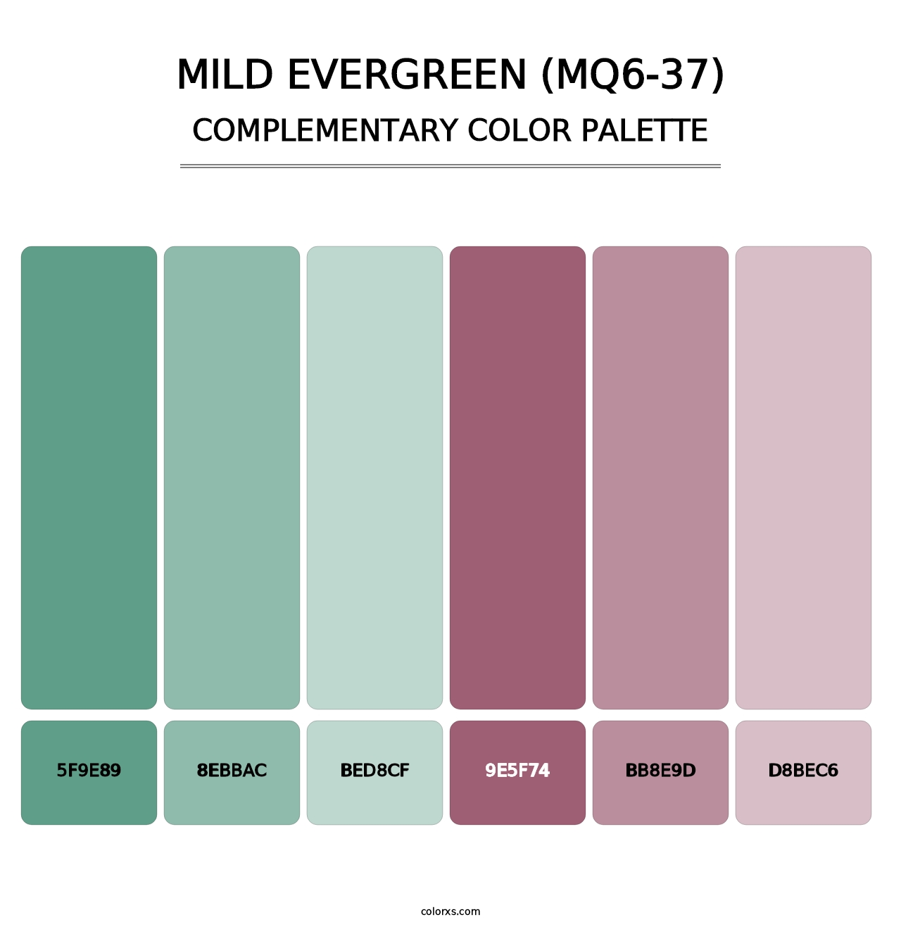 Mild Evergreen (MQ6-37) - Complementary Color Palette