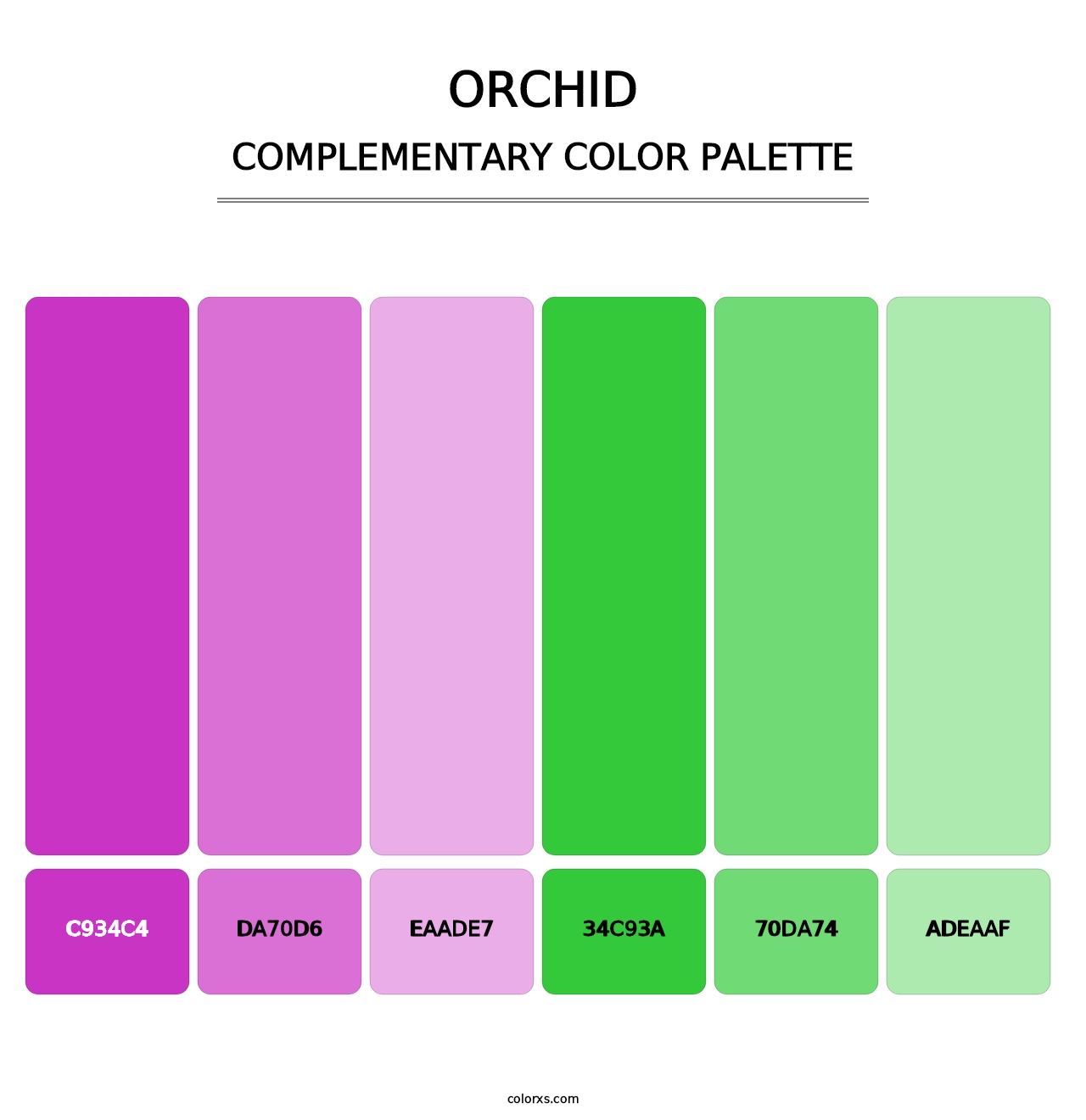 Orchid - Complementary Color Palette