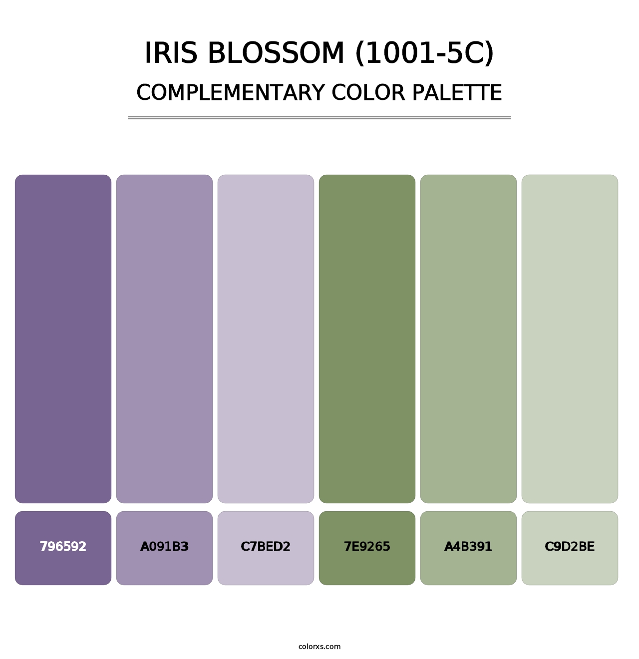 Iris Blossom (1001-5C) - Complementary Color Palette