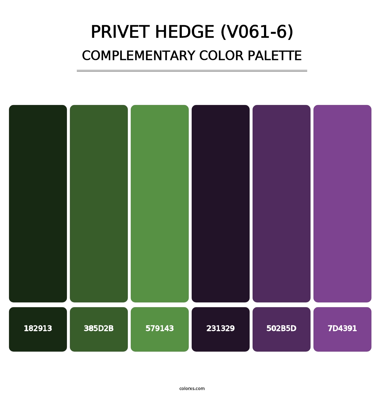 Privet Hedge (V061-6) - Complementary Color Palette