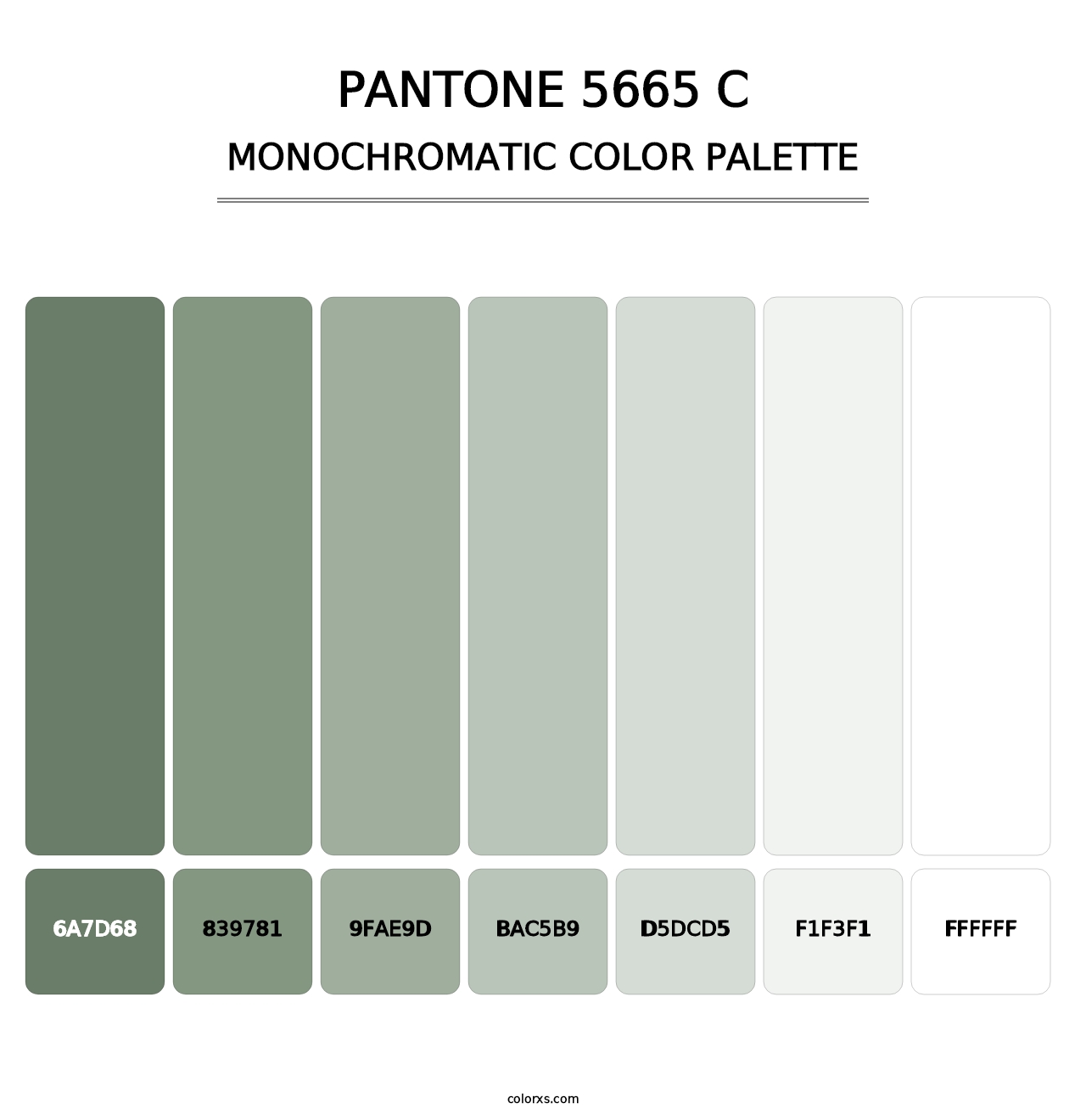 PANTONE 5665 C - Monochromatic Color Palette