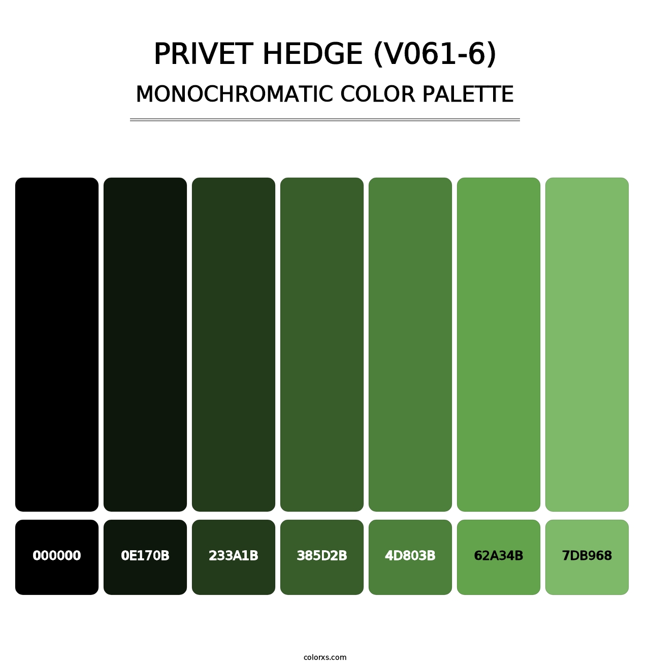 Privet Hedge (V061-6) - Monochromatic Color Palette