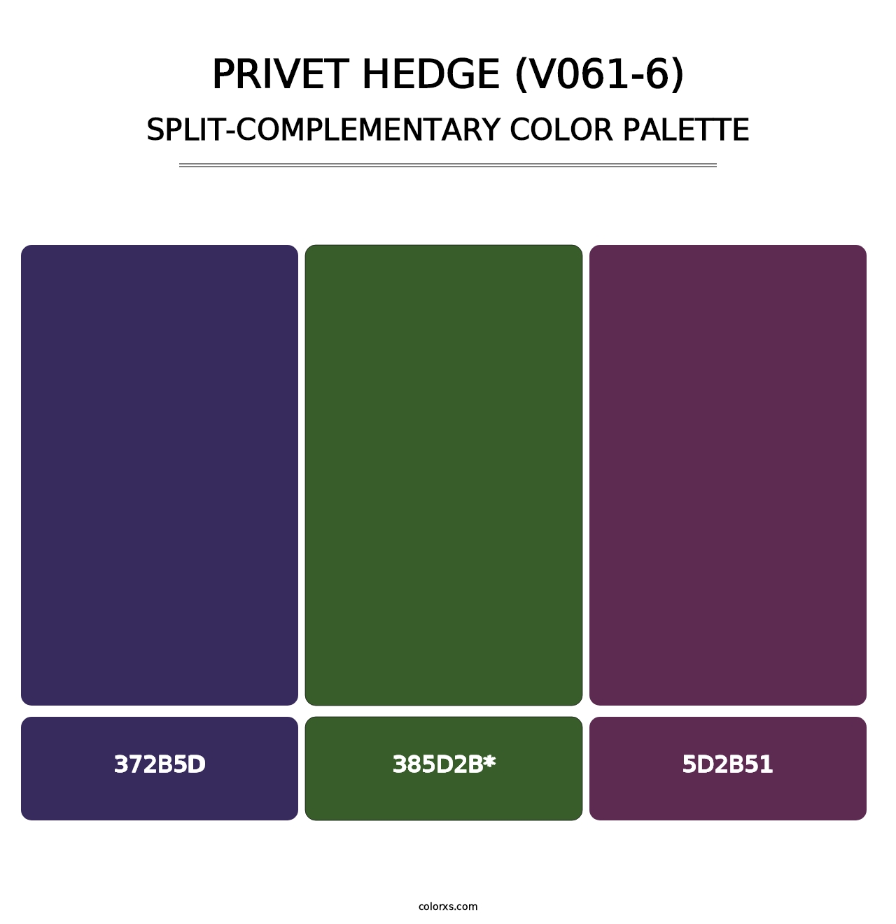 Privet Hedge (V061-6) - Split-Complementary Color Palette