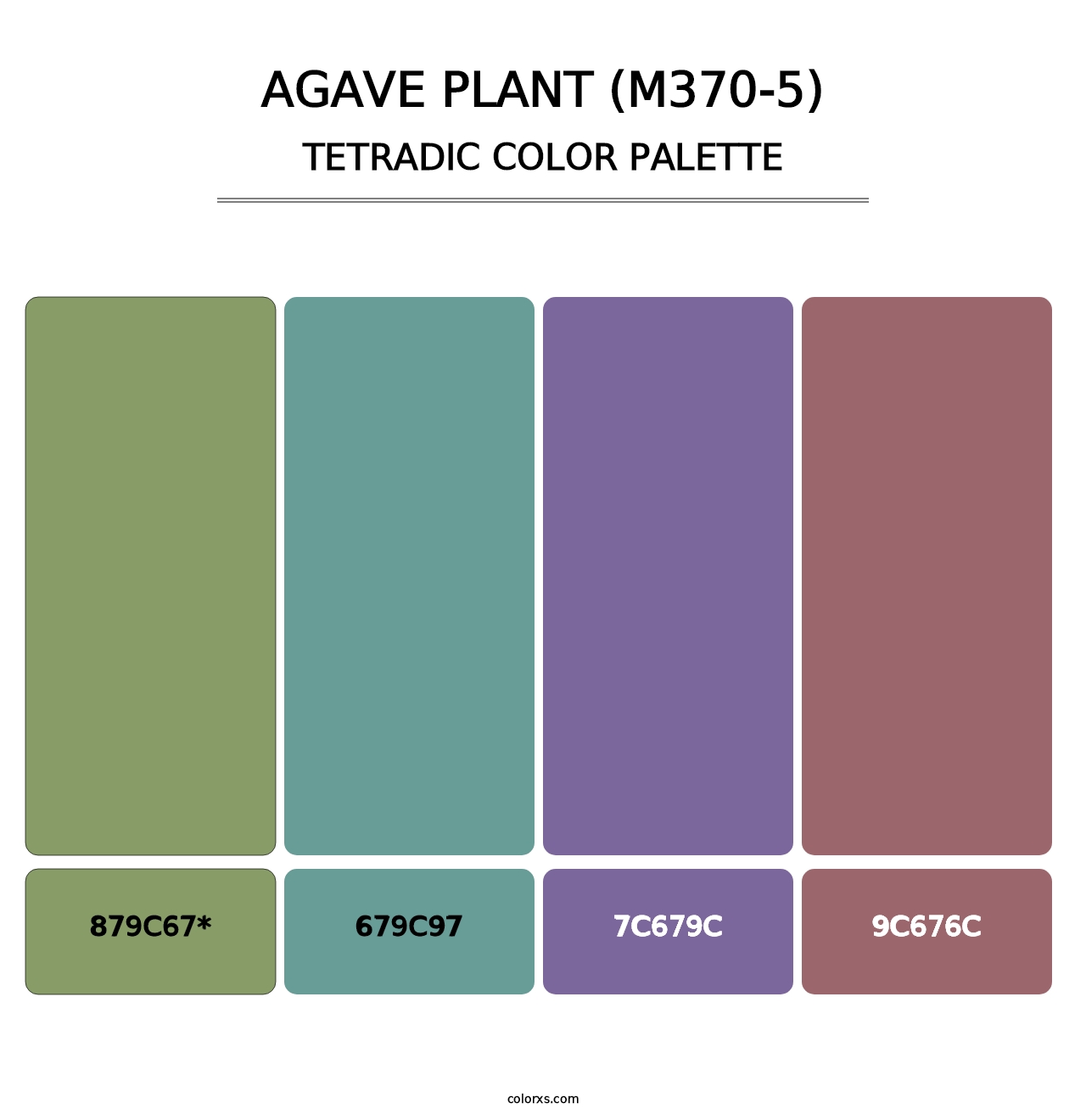 Agave Plant (M370-5) - Tetradic Color Palette