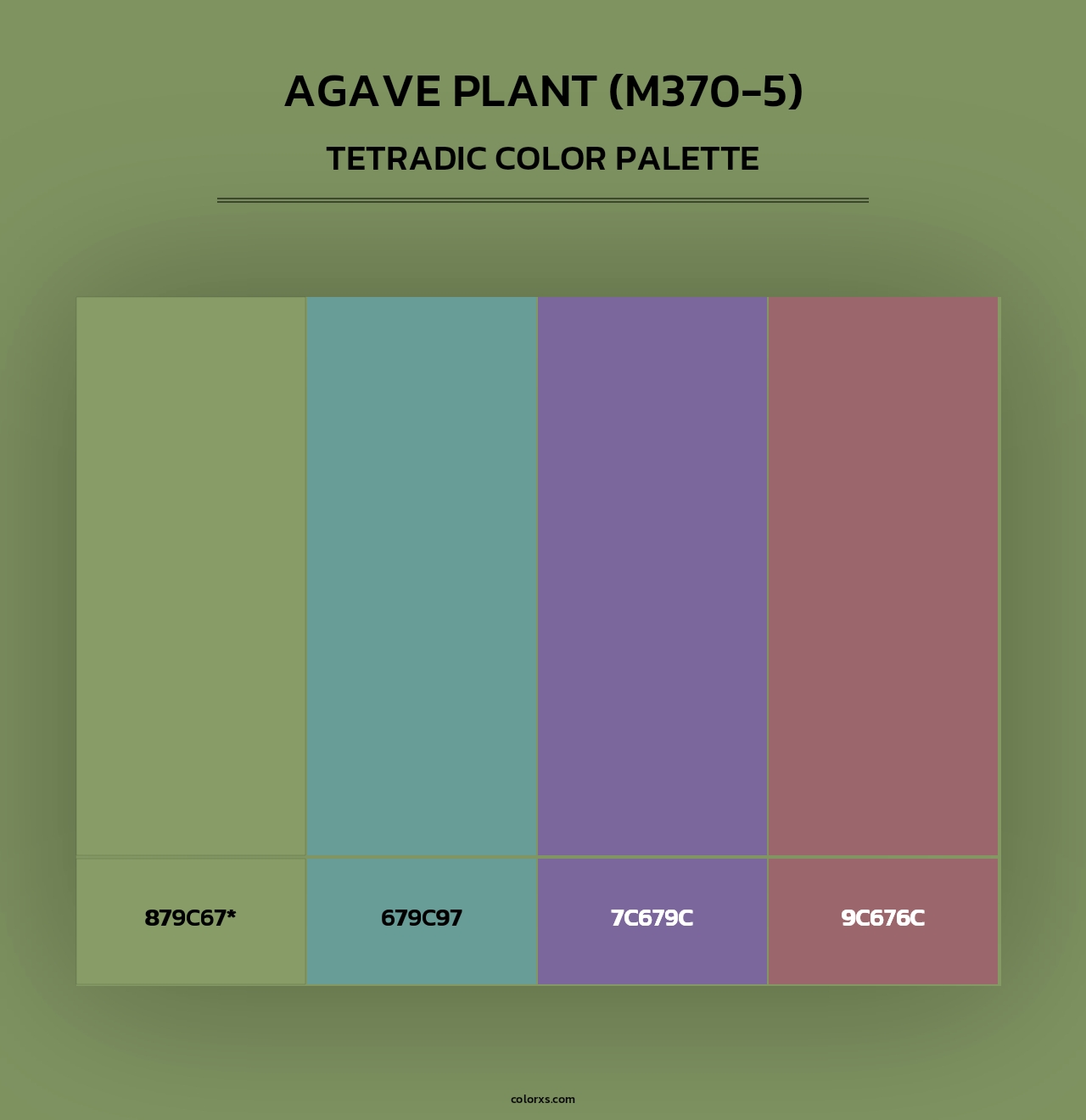 Agave Plant (M370-5) - Tetradic Color Palette