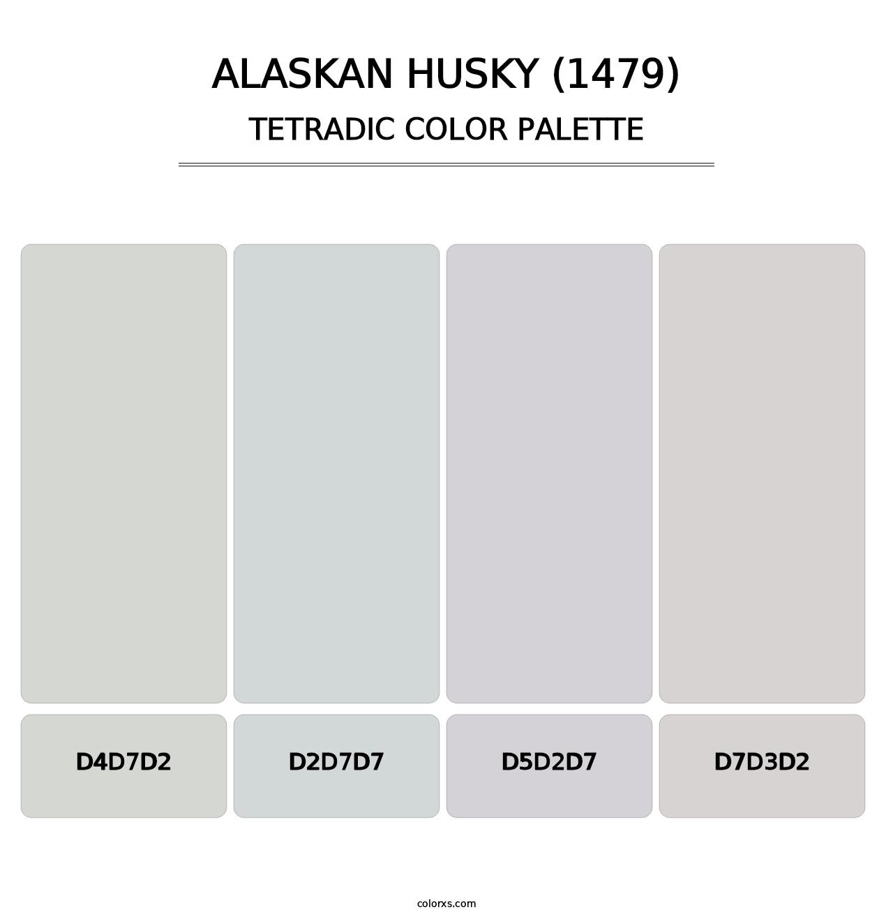 Alaskan Husky (1479) - Tetradic Color Palette