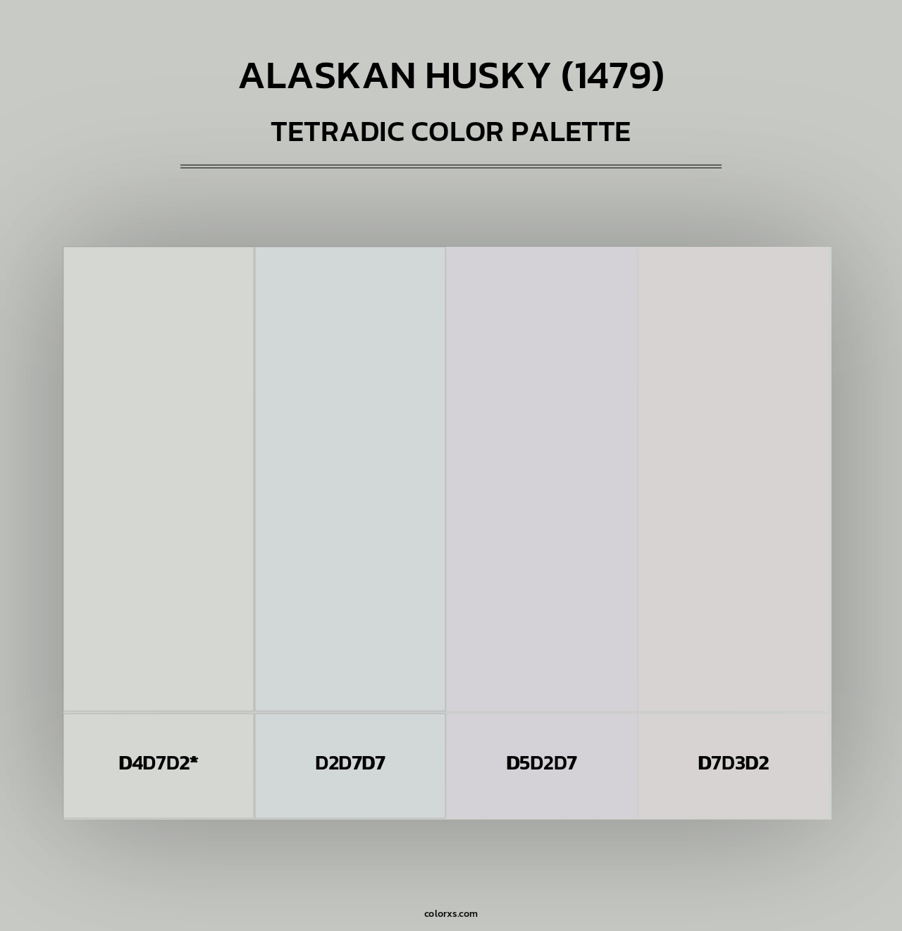 Alaskan Husky (1479) - Tetradic Color Palette