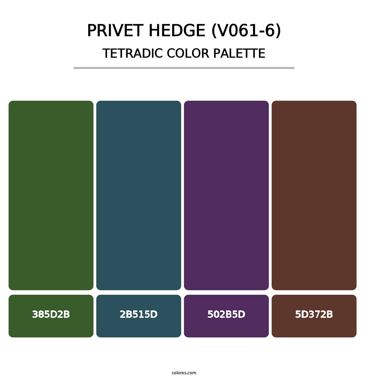 Privet Hedge (V061-6) - Tetradic Color Palette